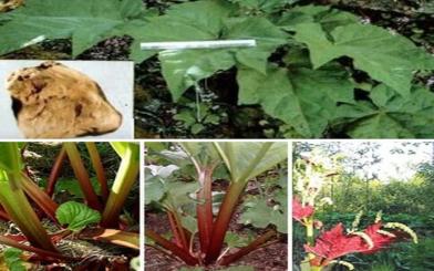 Thuốc nam trị đại tiện ra máu có khỏi không?