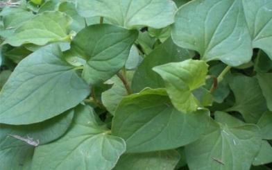 Bật mí cách chữa đi ngoài ra máu bằng phương pháp dân gian