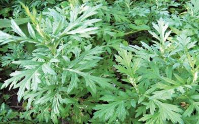 Bỏ túi bài thuốc nam trị đại tiện ra máu tại nhà